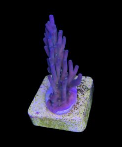 Caroliniana Purple Neon Polyps M