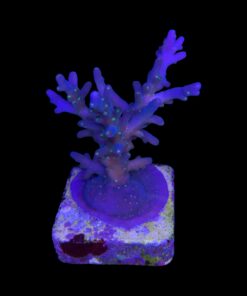 Caroliniana Purple Neon Polyps M