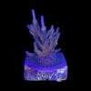 Caroliniana Purple Neon Polyps M