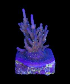 Caroliniana Purple Neon Polyps M
