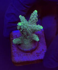 Divaricata Green M