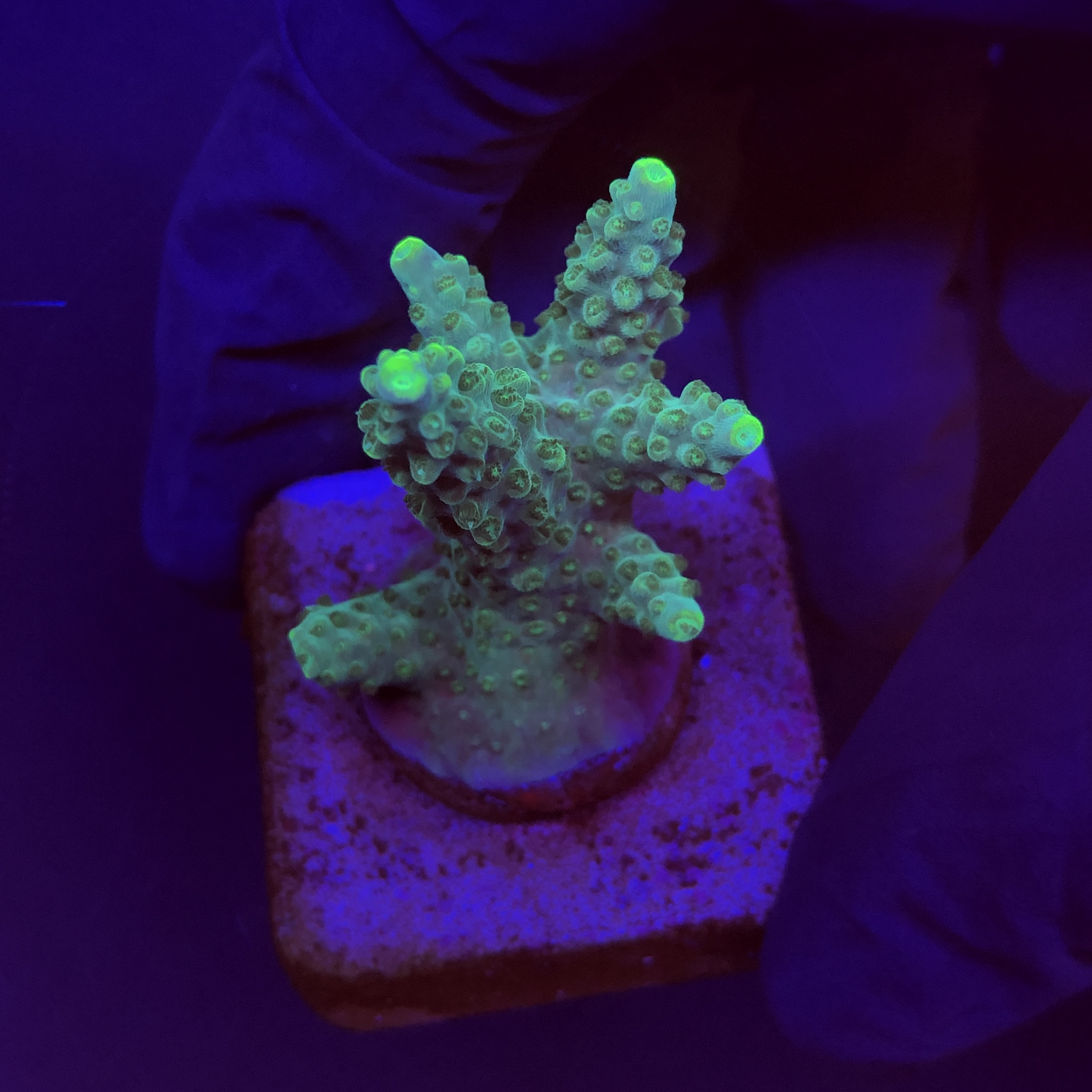 Divaricata Green M