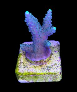 Alternative view of Divaricata Green M