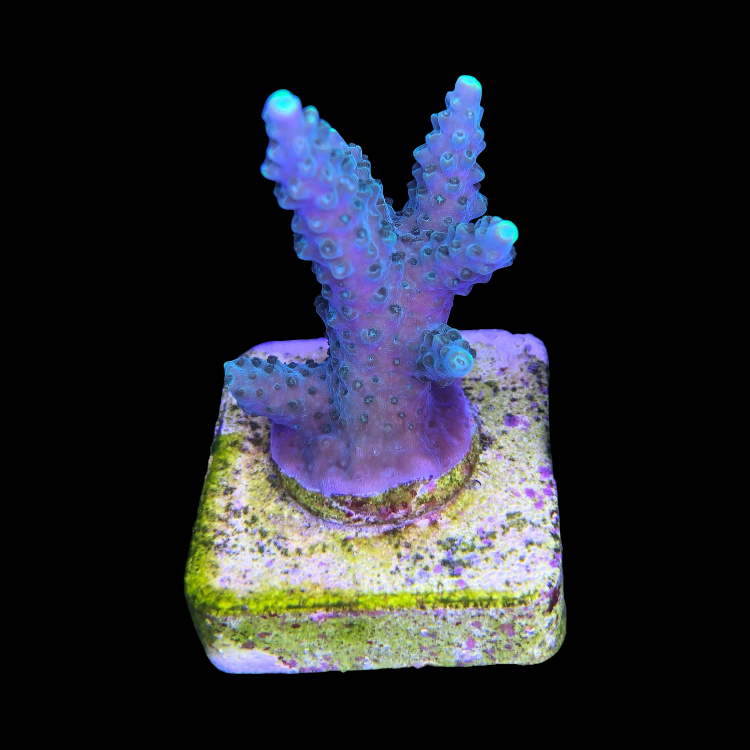 Divaricata Green M - Imagem 2
