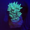 Echinata Green M