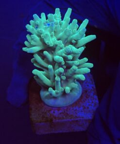 Echinata Green M