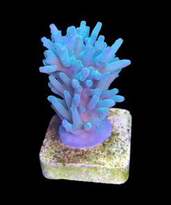 Alternative view of Echinata Green M