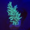Echinata Green G