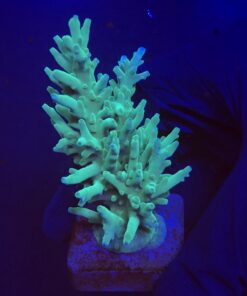 Echinata Green G