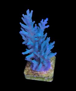 Alternative view of Echinata Green G