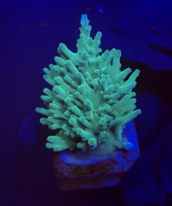 Echinata Green M