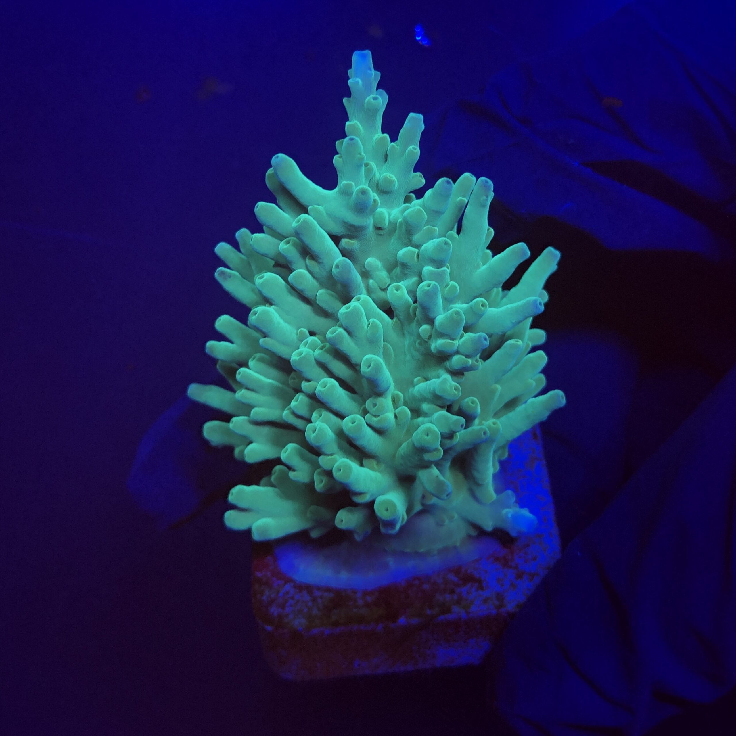 Echinata Green M