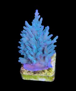 Alternative view of Echinata Green M