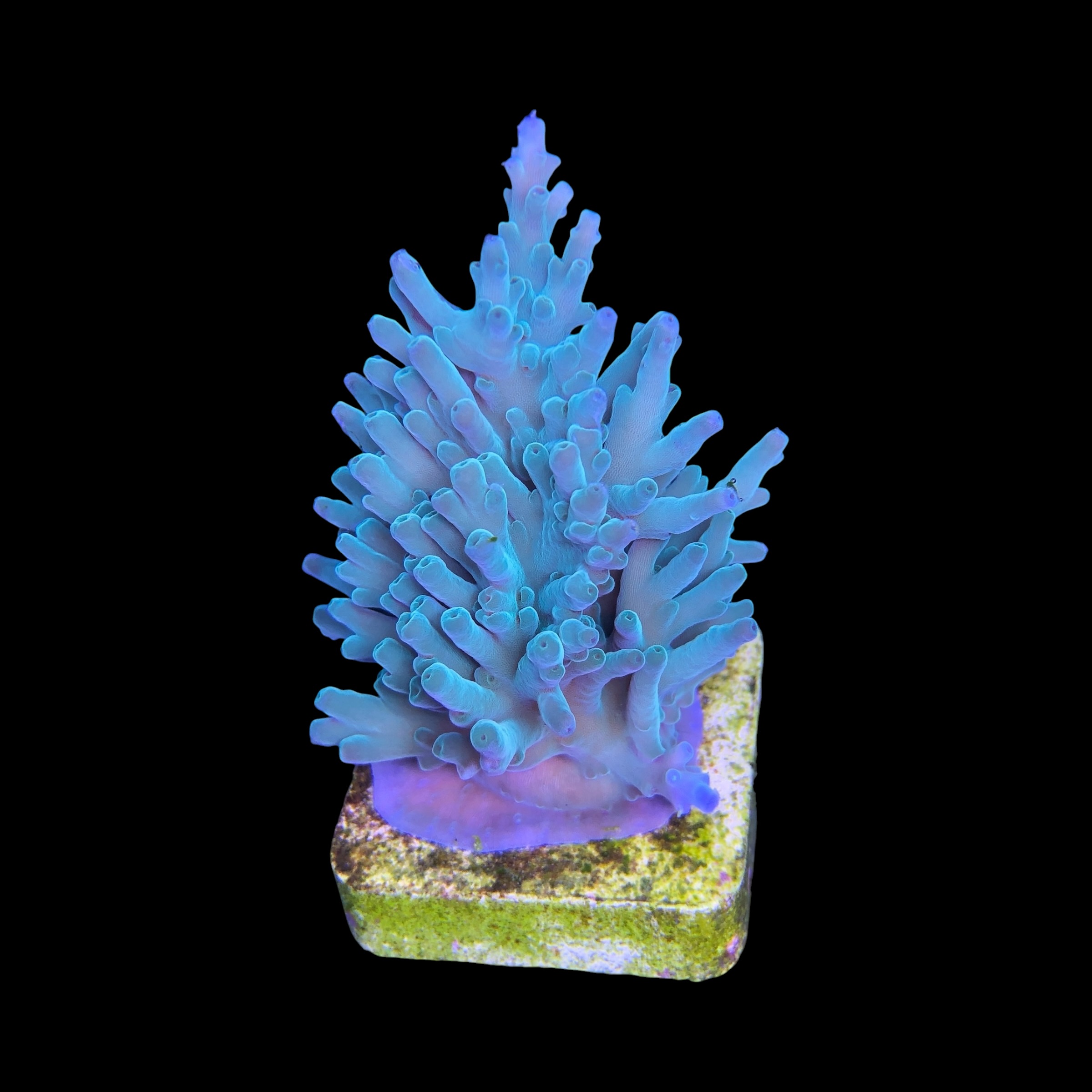 Echinata Green M - Imagem 2