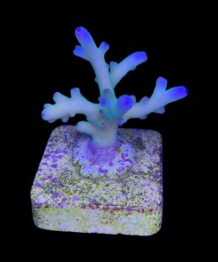 Granulosa Northern Lights M