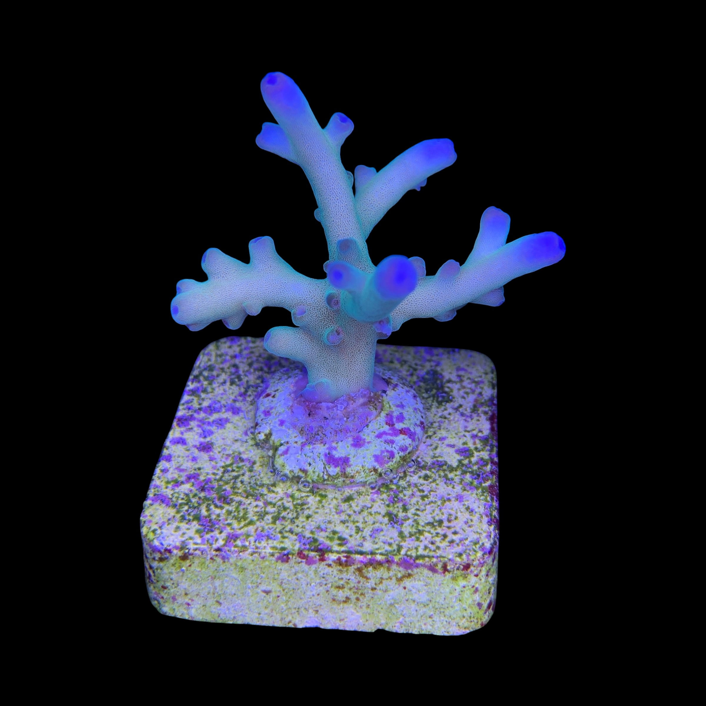 Granulosa Northern Lights M