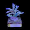 Granulosa Northen Light M