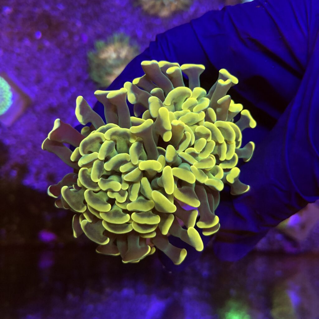 Ocyan