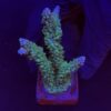 Horrida Green G