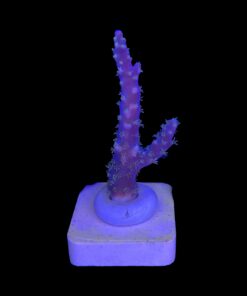 Alternative view of Horrida Purple M
