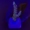 Horrida Purple M