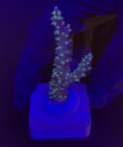 Horrida Purple M