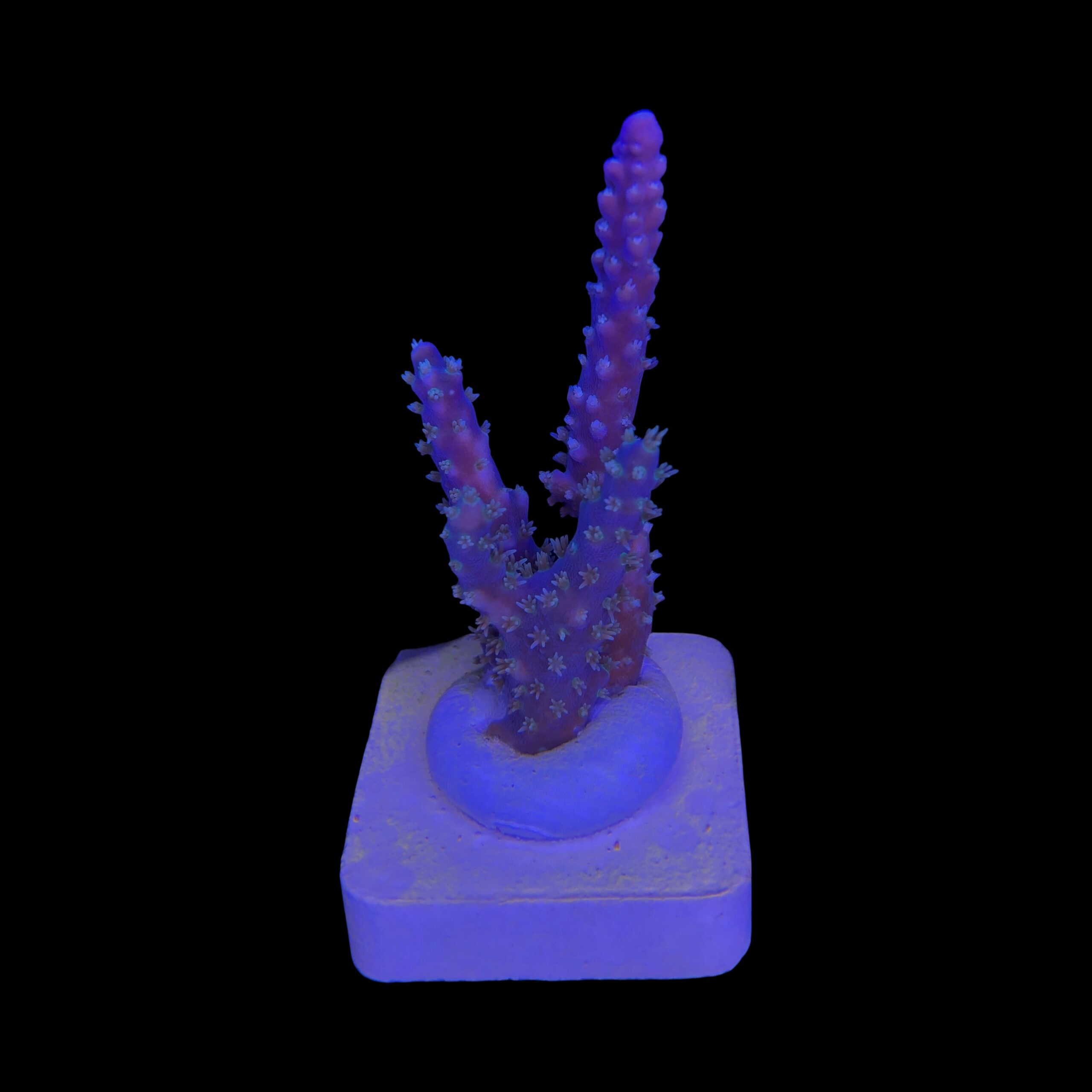 Horrida Purple M - Imagem 2