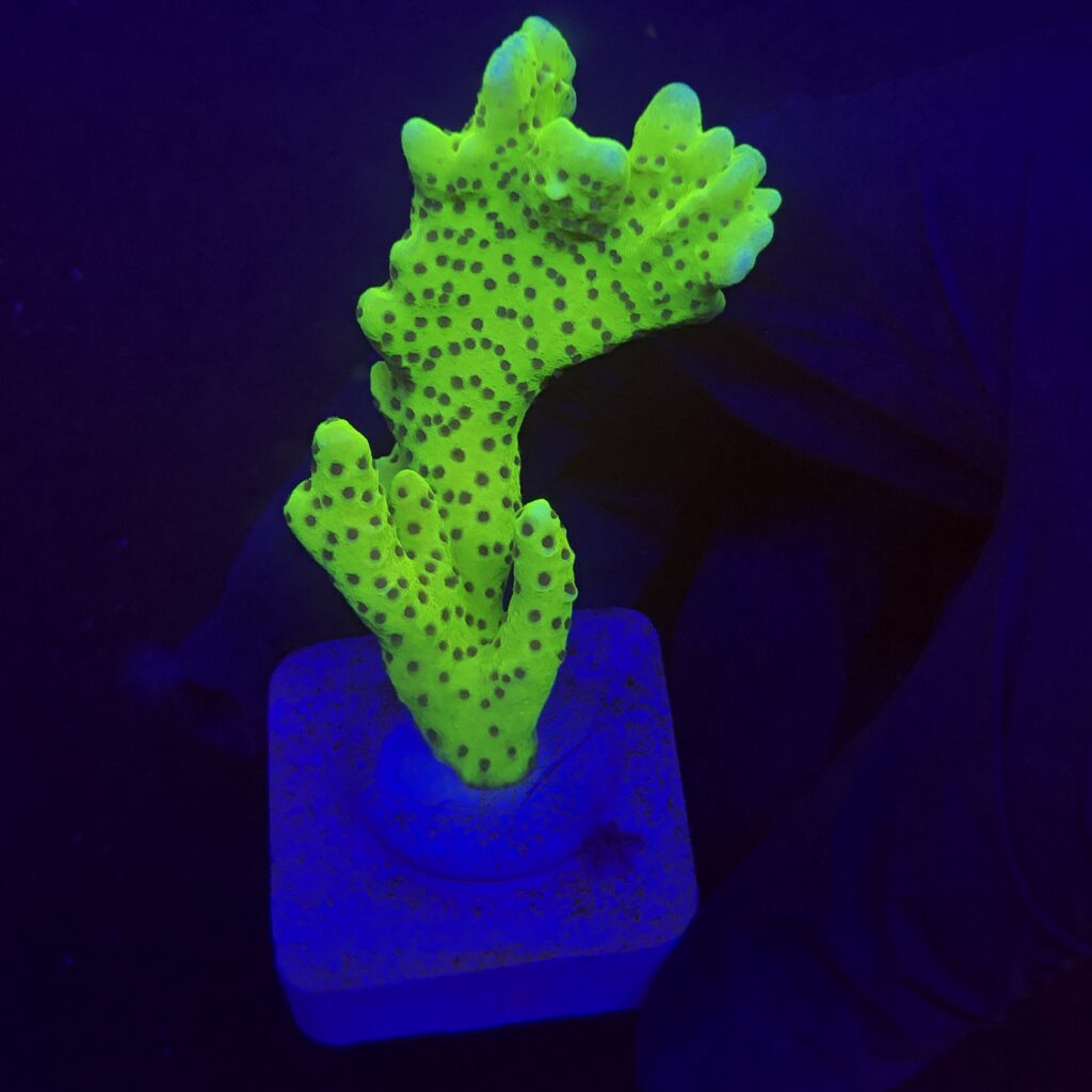Ocyan