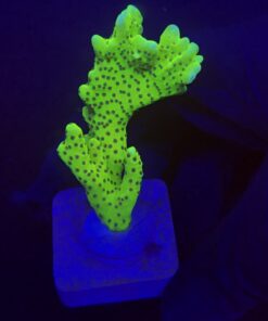 Slime Ball Anacropora G