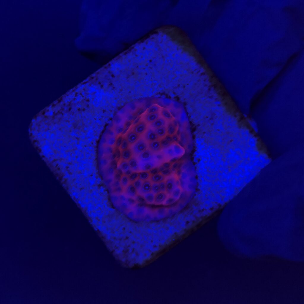 Ocyan