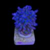 Lorips Blue Tips G