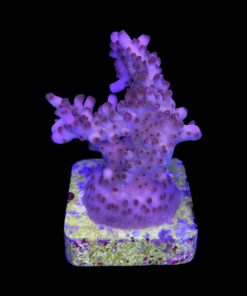 Alternative view of Lorips Pink G