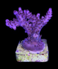 Alternative view of Lorips Pink G