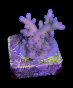 Alternative view of Lorips Purple Monster M