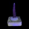 Millepora Blue M