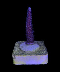 Millepora Blue M