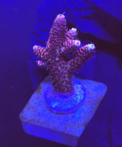 Millepora Dragon Fruit M (NOVIDADE)