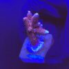 Millepora Dragon Fruit M (NOVIDADE)