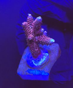 Millepora Dragon Fruit M (NOVIDADE)