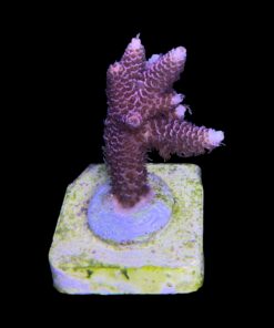 Alternative view of Millepora Dragon Fruit M (NOVIDADE)