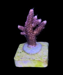 Alternative view of Millepora Dragon Fruit M (NOVIDADE)