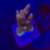 Millepora Magic M
