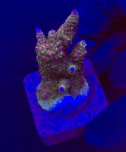 Millepora Magic M