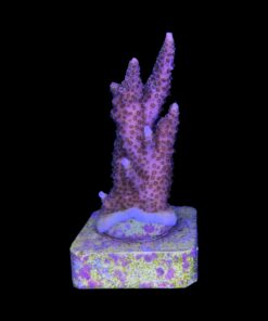 Alternative view of Millepora Magic M