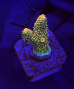 Millepora Orange Yellow Tips M