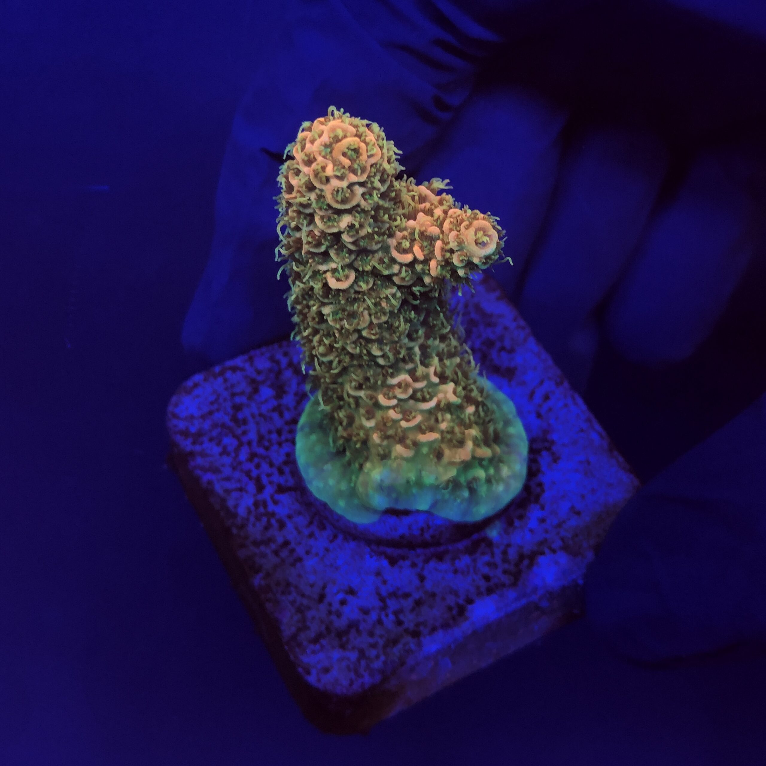Millepora Orange Yellow Tips M