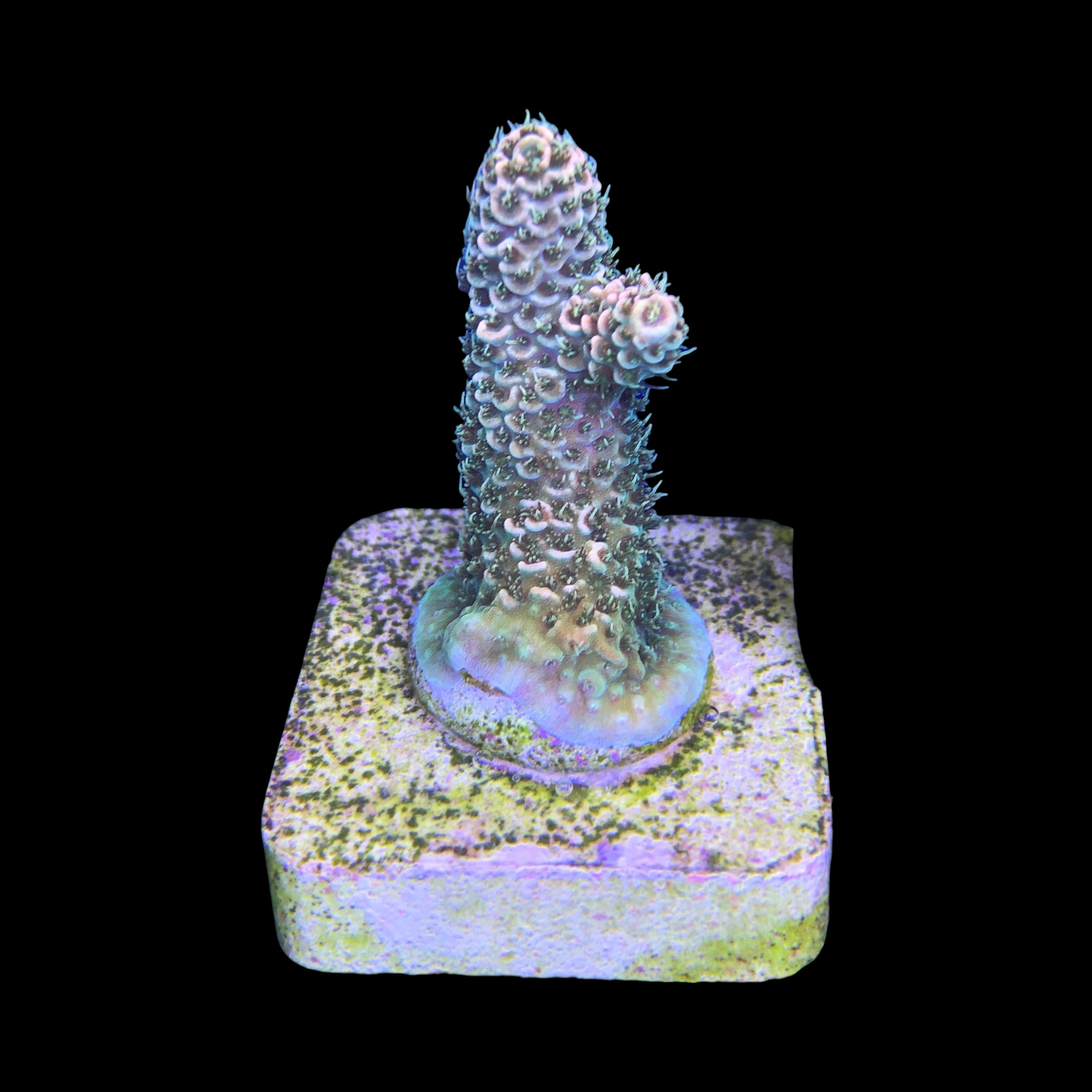 Millepora Orange Yellow Tips M - Imagem 2