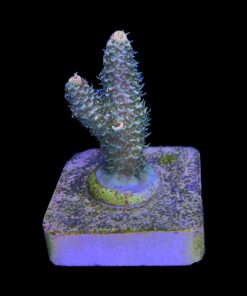 Alternative view of Millepora Orange Yellow Tips M