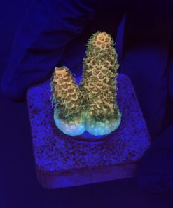 Millepora Orange Yellow Tips M