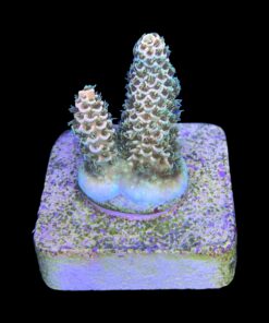 Alternative view of Millepora Orange Yellow Tips M